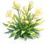 Sunny Pomelo Peruvian-lily — stage 2