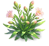 Pink Rouge Peruvian-lily — stage 2