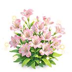Pink Rouge Peruvian-lily — stage 3