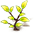 Golden Velvet Paperbush — stage 1