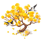 Golden Velvet Paperbush — stage 3
