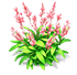 Pink Feather Larkspur — stage 2