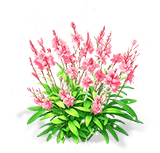 Pink Feather Larkspur — stage 3