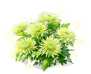 Cyan Chrysanthemum — stage 3