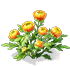 Fiery Chrysanthemum — stage 2