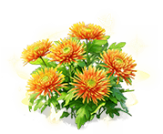 Fiery Chrysanthemum — stage 3