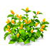 Gold Stacks Shrimp Plant — stage 2