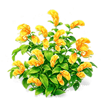 Gold Stacks Shrimp Plant — stage 3