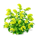 Emerald Shrimp Plant — stage 3