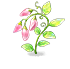 Flower 52197 — stage 2