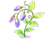 Flower 52198 — stage 2