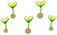 Flower 52199 — stage 1
