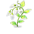Flower 52199 — stage 2
