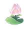 Pink Jade Lotus — stage 1