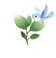 Pearly Blueblooms — stage 1