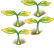 Aureate Fragrance — stage 1