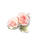 Rose Aureate Pedestal — stage 1