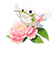 Angel Plume — stage 1